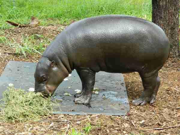 pygmy hippo eating grass