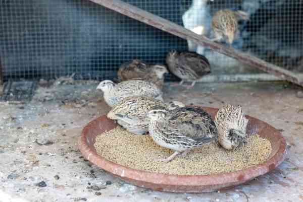 quail eating corn