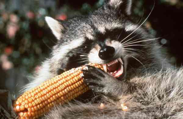 racoon eating corn