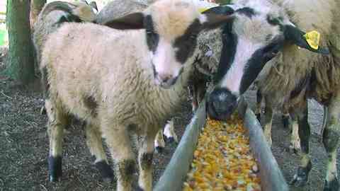 sheep eating corn