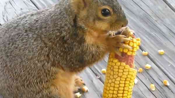squirrels eating corn