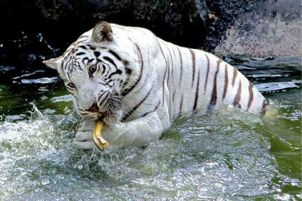 tiger eating fish
