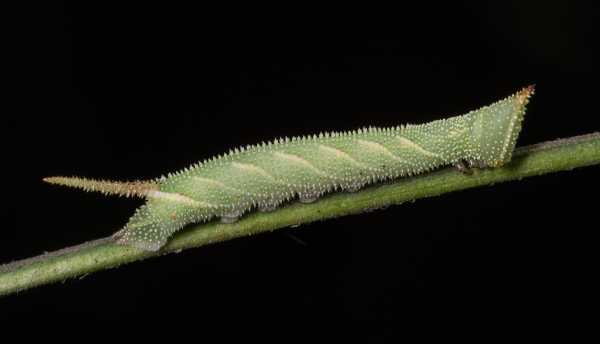Walnut Sphinx Caterpillars