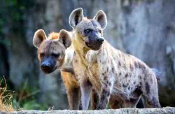 male hyenas