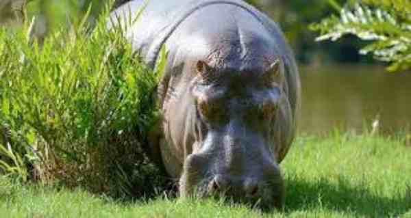 Hippopotamus's Role in the Animal Food Chain