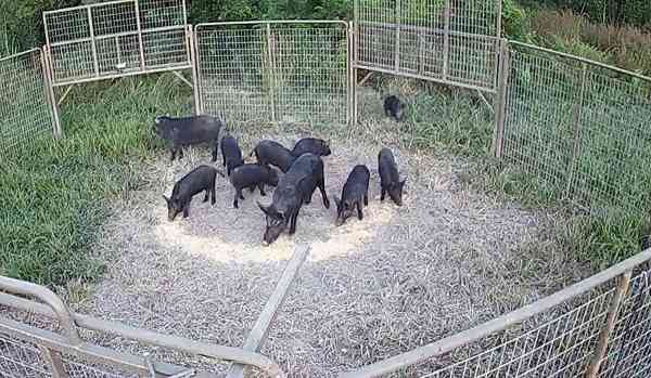 wild boars eating corn