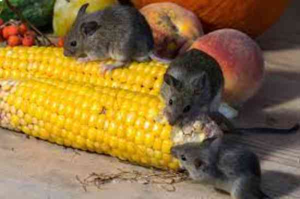 wild mice eating corn