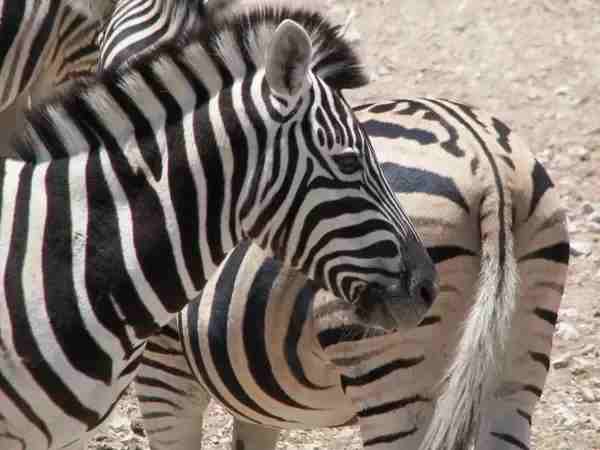 zebra with mane