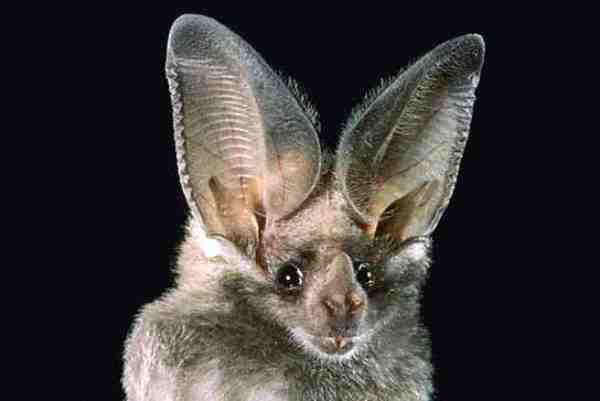 California leaf-nosed bat