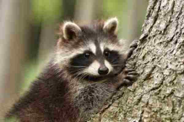 do raccoons come out in the daytime