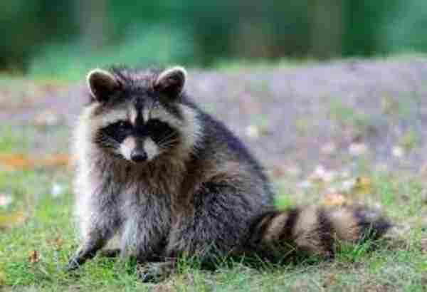 do raccoons come out in the daytime