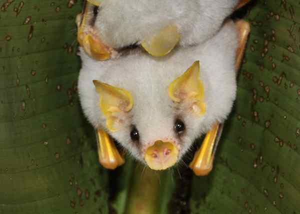 honduran white bat