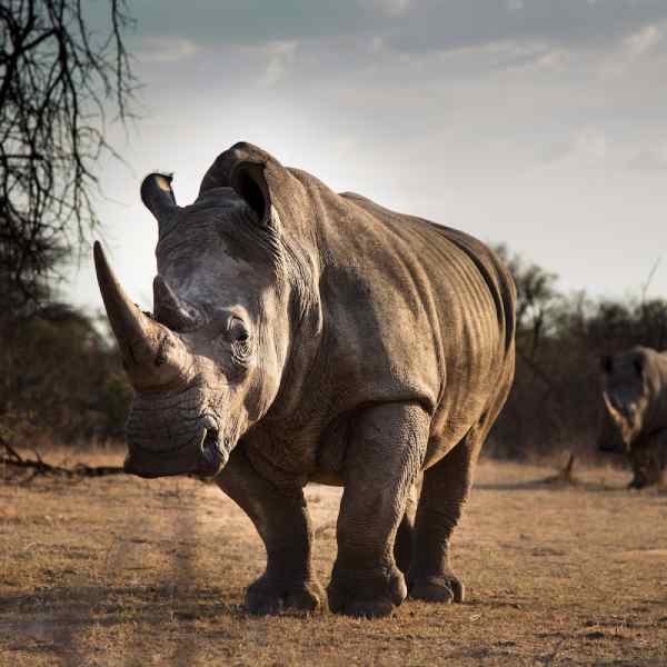 how strong are rhinos