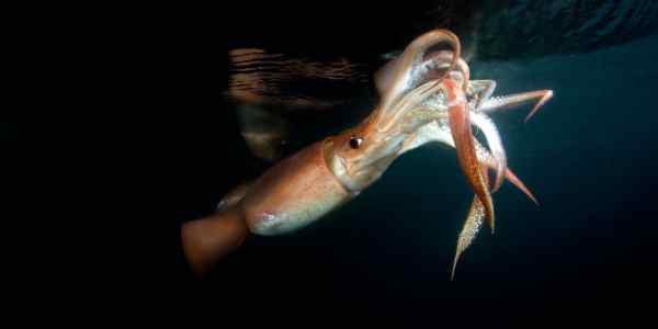 humboldt squids