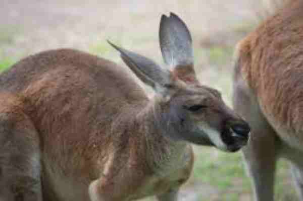 Are Kangaroos Smart