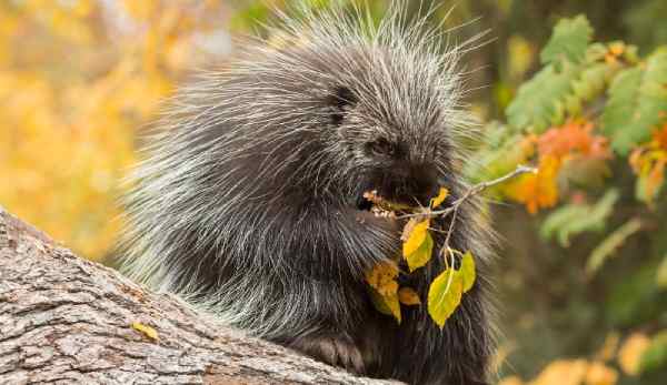 Porcupines in tennessee