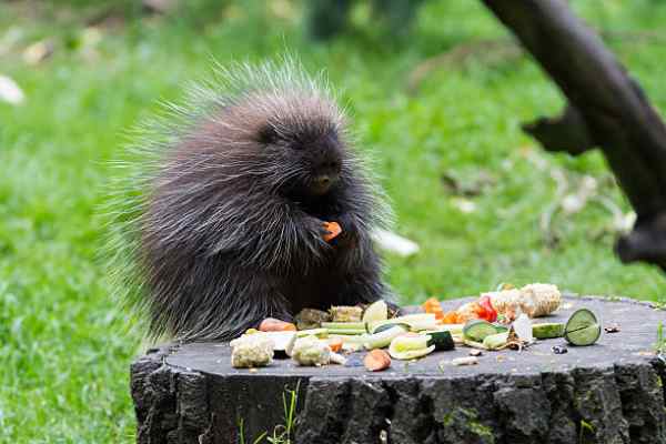 porcupines eating fruits