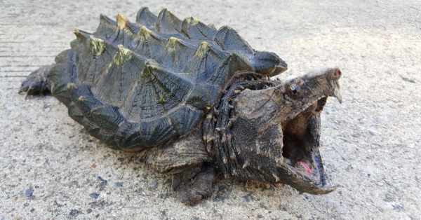 alligator snapping turtle
