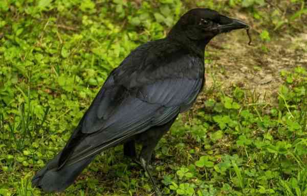 crows vs magpies