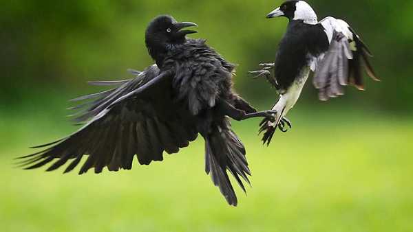 crows vs magpies