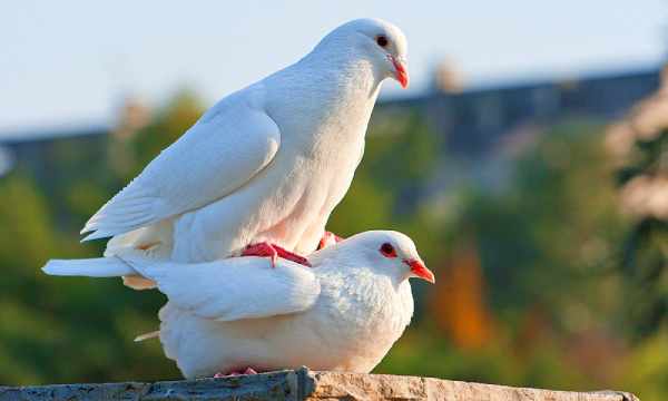  quail VS. doves