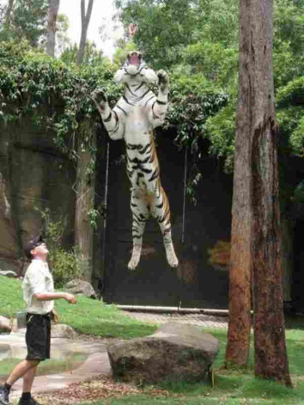 how high can tigers jump