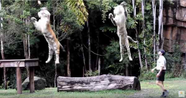 Tiger jumping to grab food