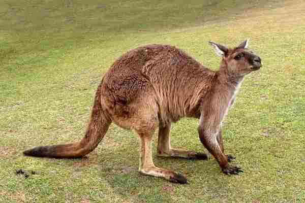 how strong are kangaroos