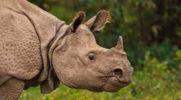 indian rhino