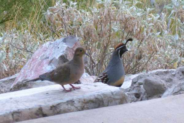 quail vs doves