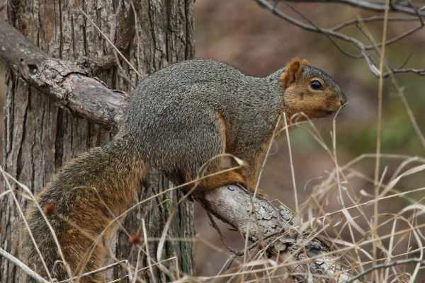nuts for squirrel