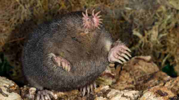 Are Moles Dangerous Animals