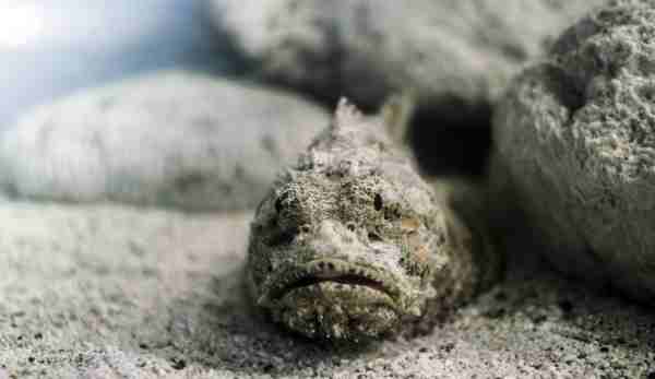  stonefish