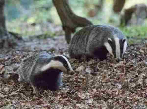 badger group
