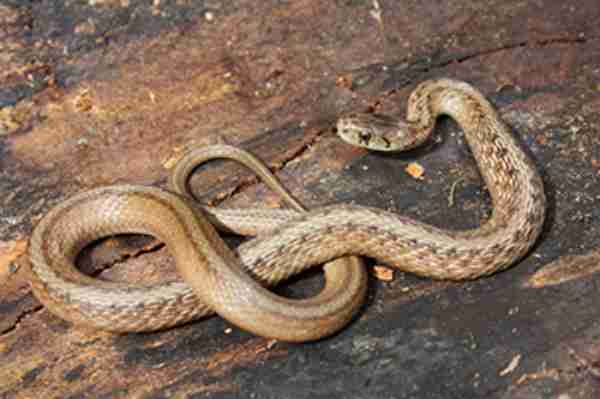 Dekay's brown snake in open