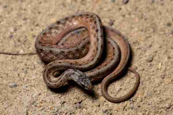 Maryland Brown Snake