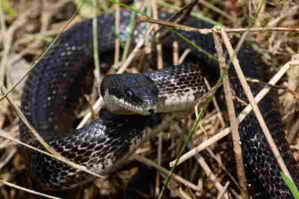 black Snakes in tennessee: