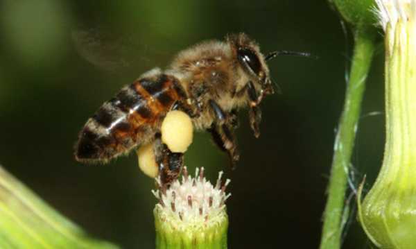 European (Western) Honey Bees