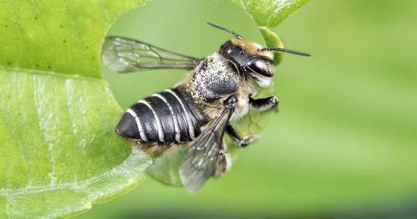 Leaf Cutter Bees