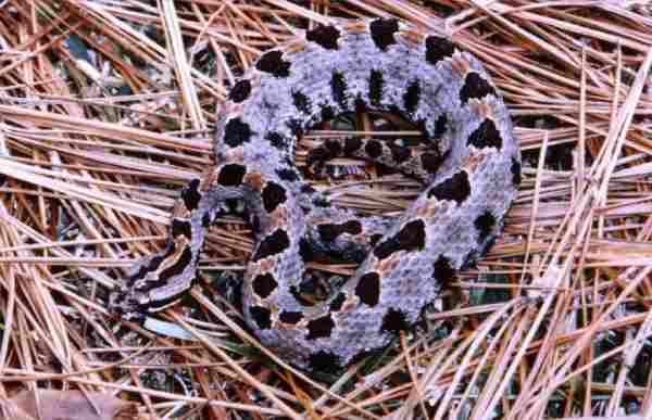 pygmy rattlesnakes