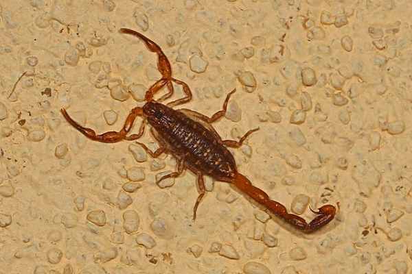 georgia scorpion