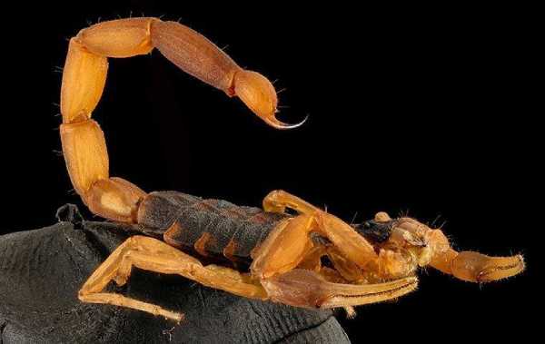 scorpions in Georgia
