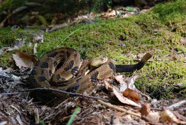 rattlesnakes in Tennessee