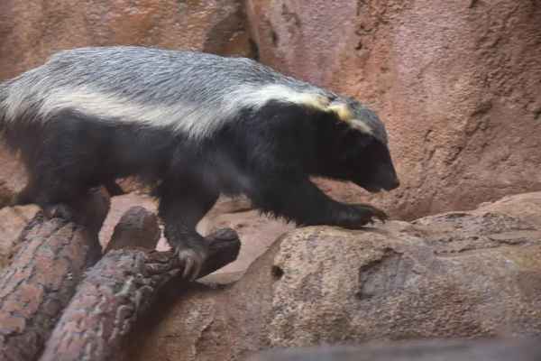 badger on rocks