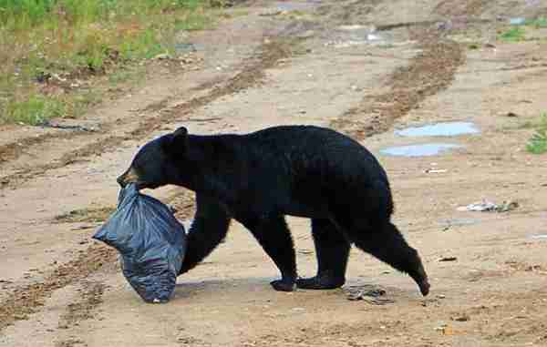 bear with garbage