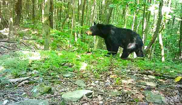 are there bears In maryland 