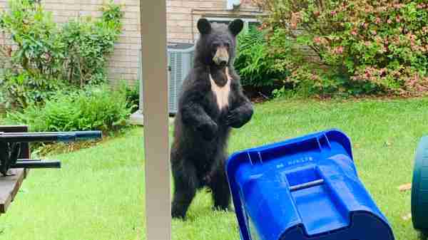 bear with trashcan