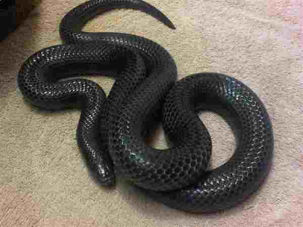 black milk snake