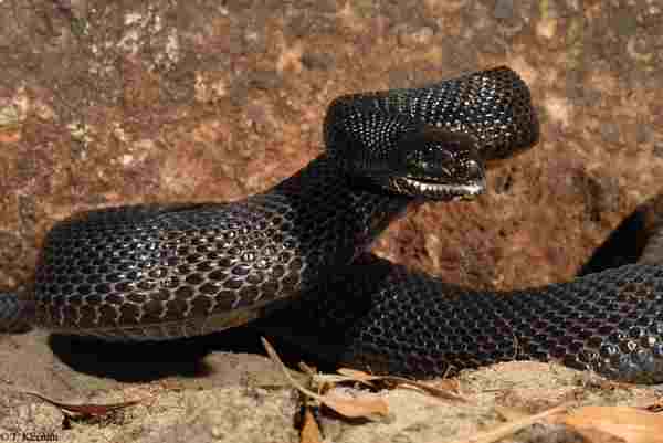 black pine snake