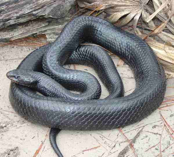 black snakes in tennessee